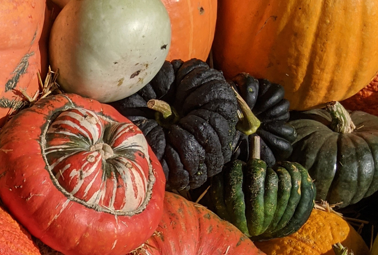 Black pumpkins