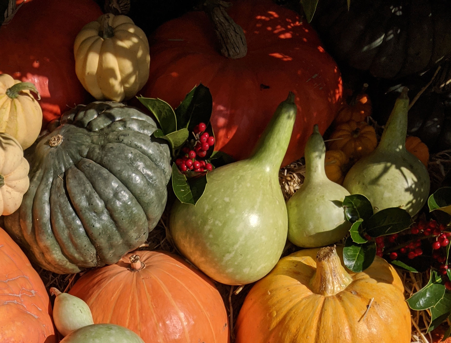 Bottle shaped gourds