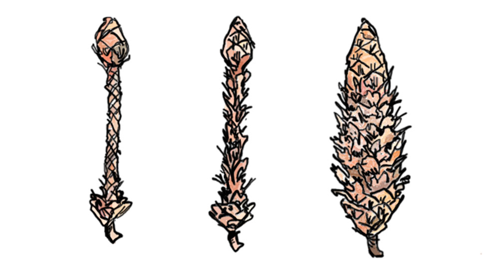 Three cones drawn with different teeth marks