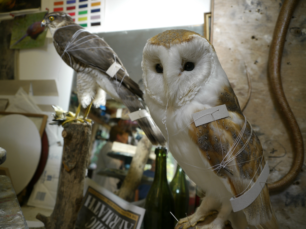 White owl