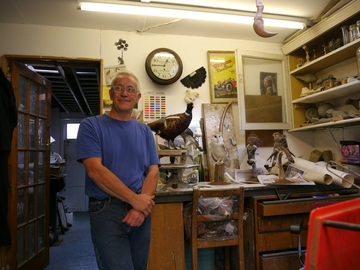 staff member in room full of taxidermy