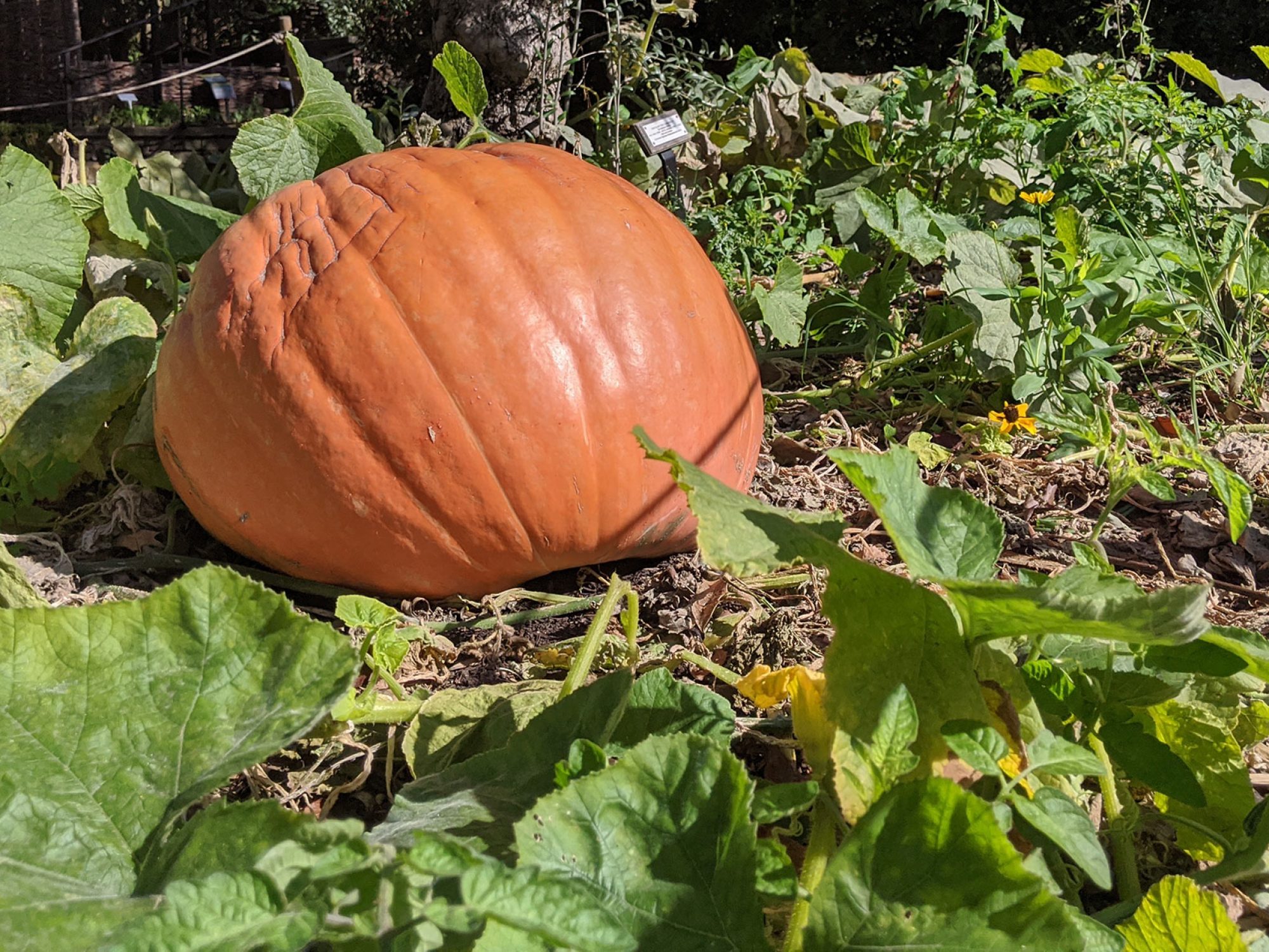 A very large pumpkin in a flower bed