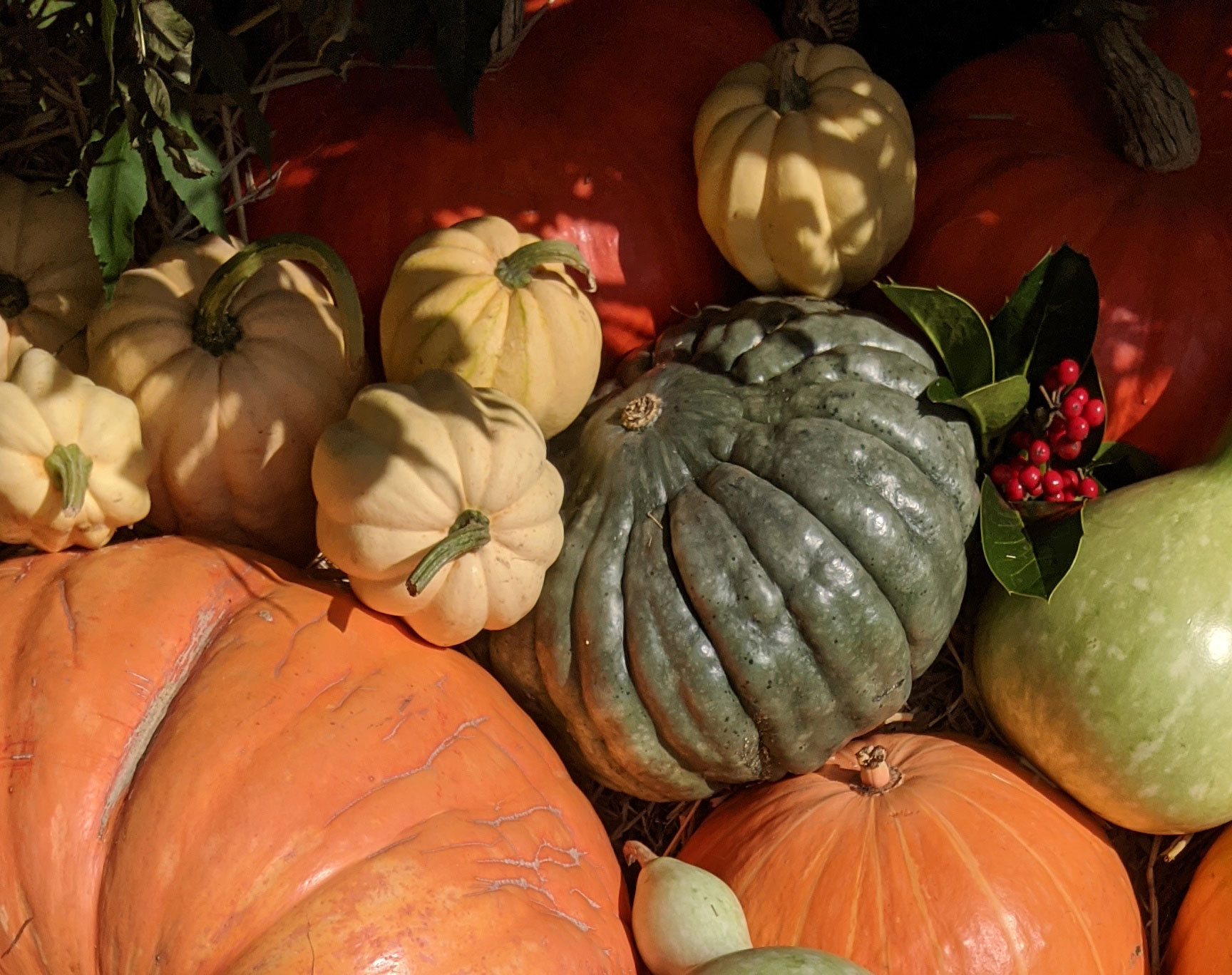 A cluster of squash of different sizes