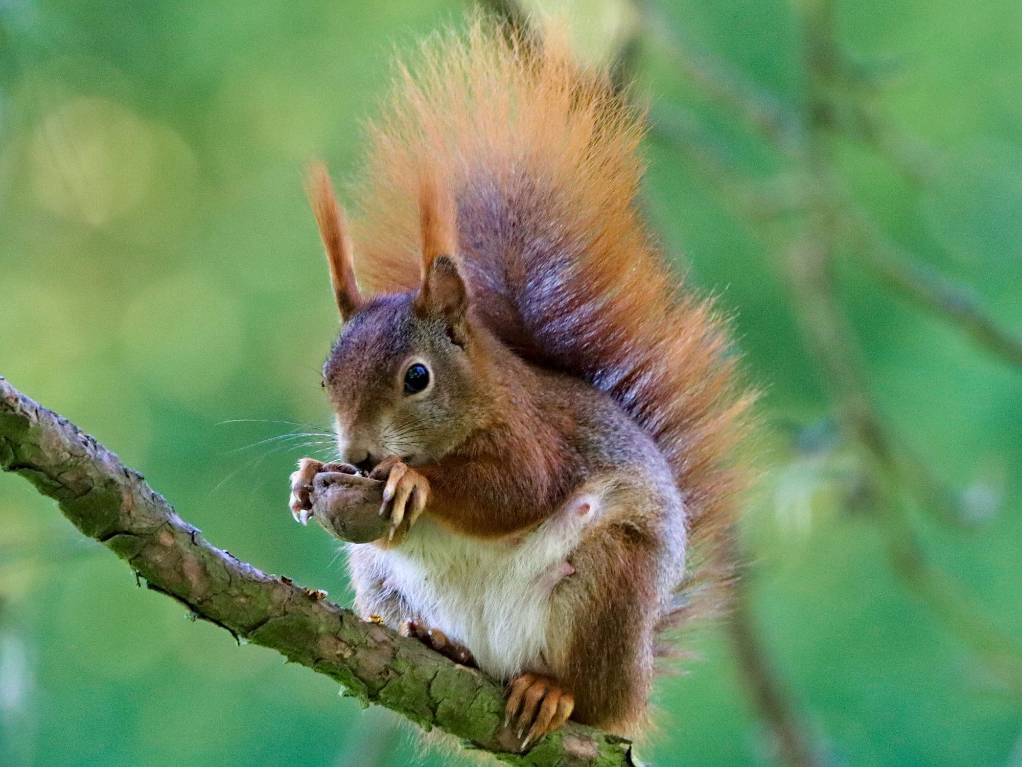 A red squirrel