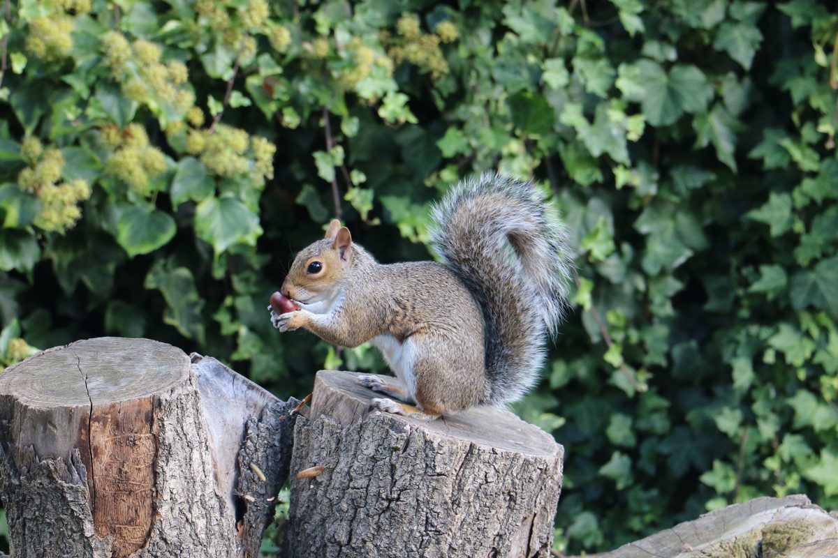 Grey Squirrel in the Horniman Gardens