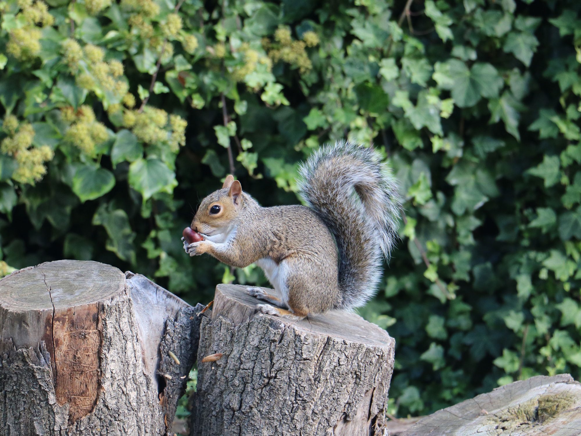 psykologi majs tunnel Nature Challenge: All About Squirrels - Horniman Museum and Gardens