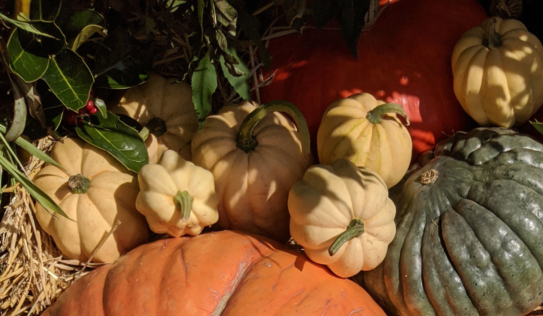 Small pale squash round a pumpkin
