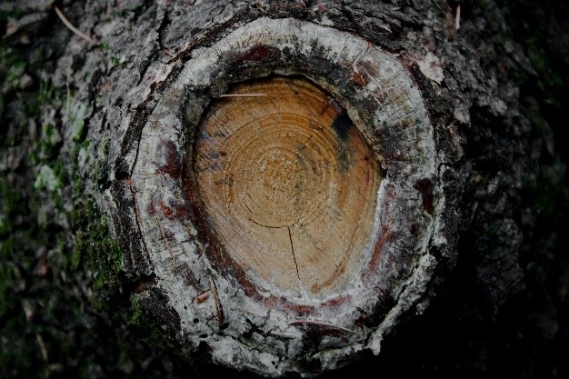 Bark with hole or concave space