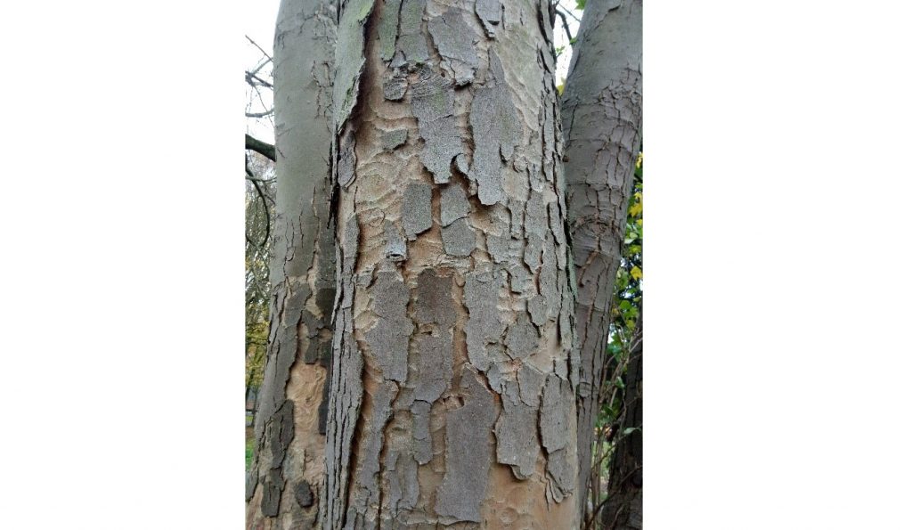 Close up of bark with scales on the surface