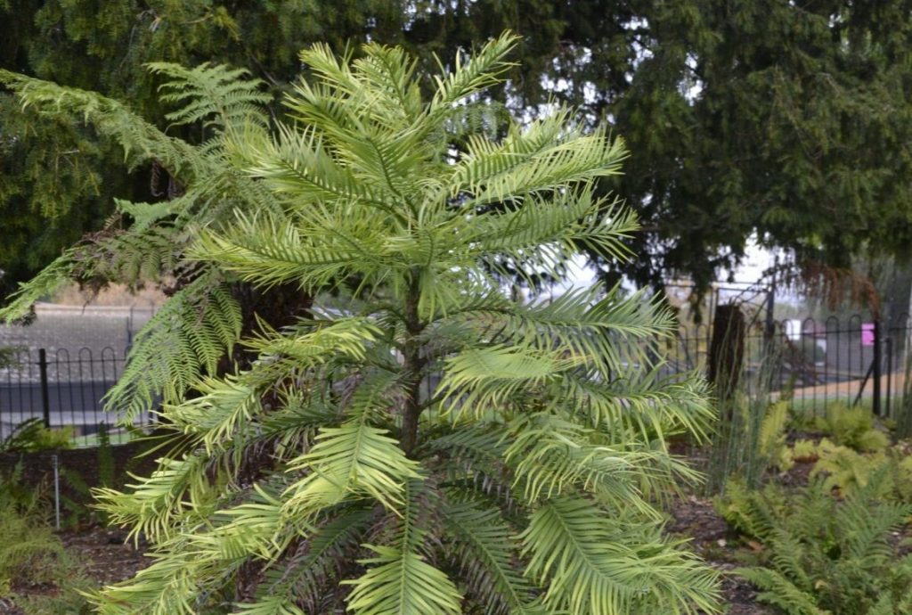 Bushy tree in gardens