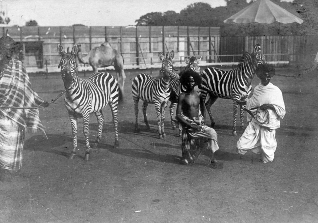 three men by a group of zebras