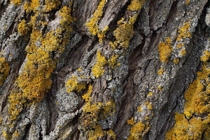 Close up of tree bark with brownish growth on surface