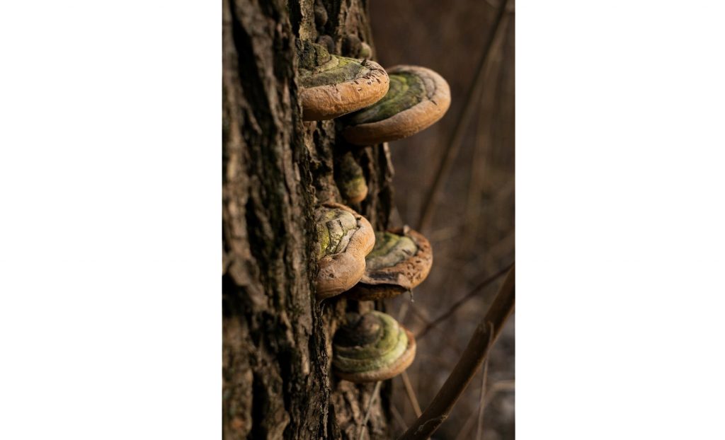 Close up of bark with mushrooms growing