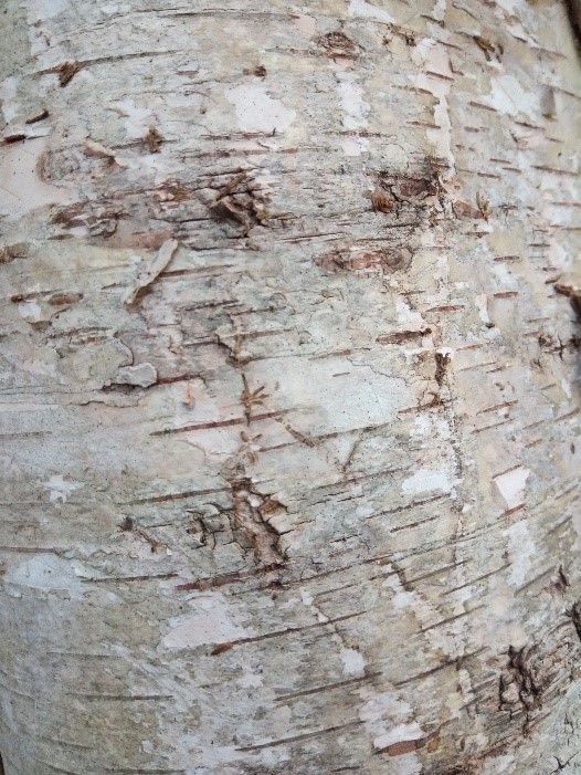 Close up of bark with horizontal lines
