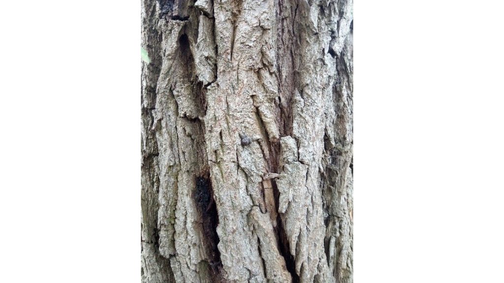 Close up of bark with deep ridges