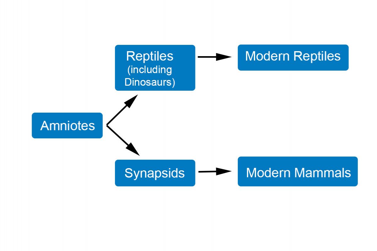 A diagram showing a branch from Amniotes of reptiles evolving, and a branch showing synapsids and mammals evolving