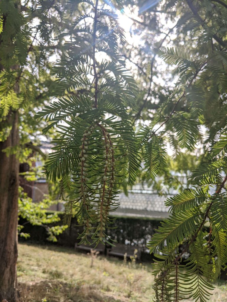 Giant Sequoia branch and needles