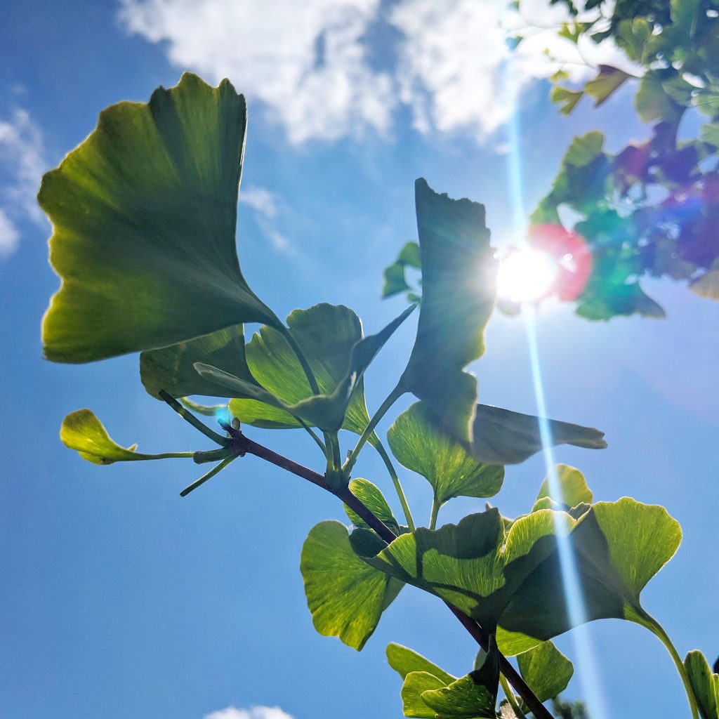 Close up of green fan-like leaves with sun shining through