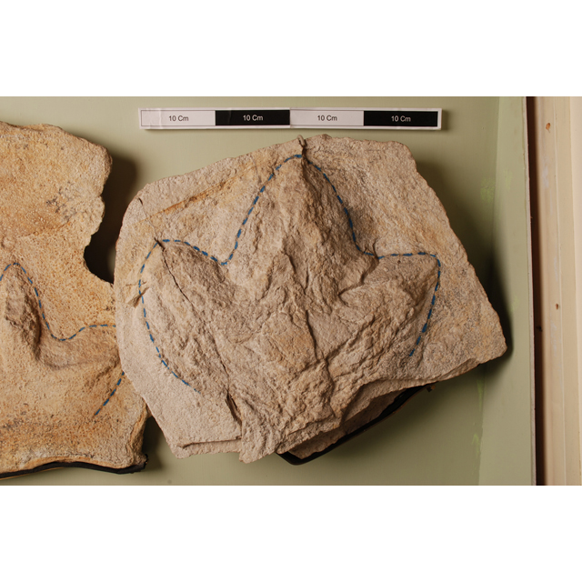 Fossil of dinosaur footprint.