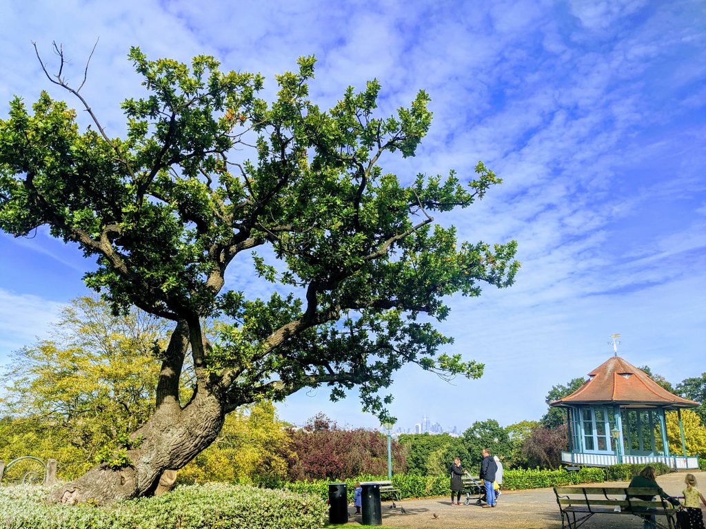 old tree in gardens with bandstand and city skyline in the background