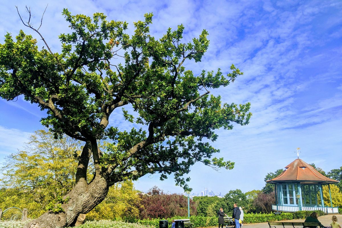 old tree in gardens with bandstand and city skyline in the background
