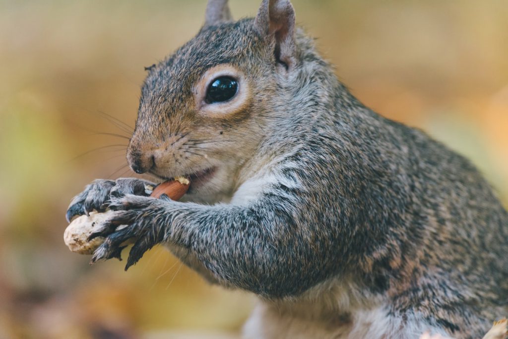 Close up of squirrel eating nut in brown area