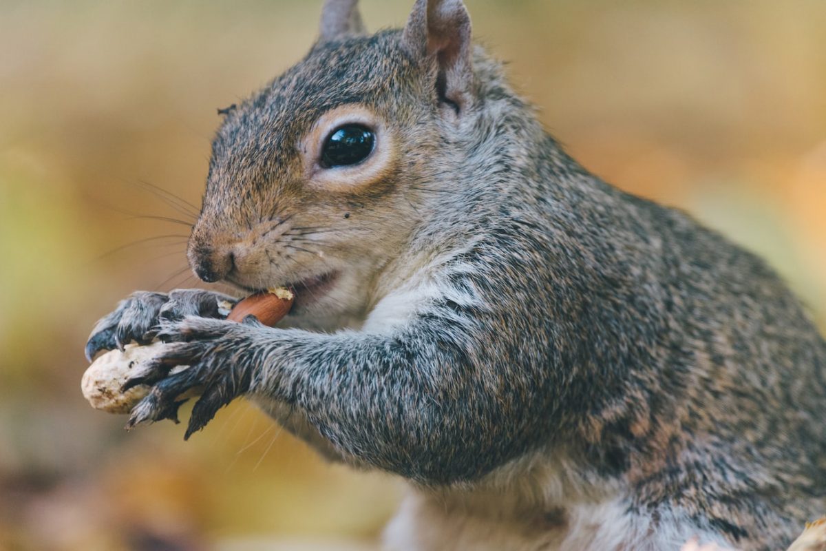 Close up of squirrel eating nut in brown area