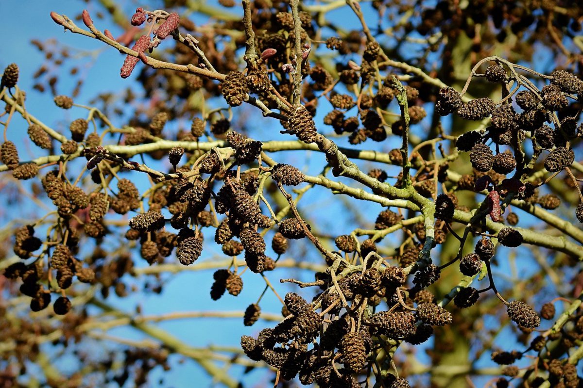 Clusters of brown cones in tree branches.