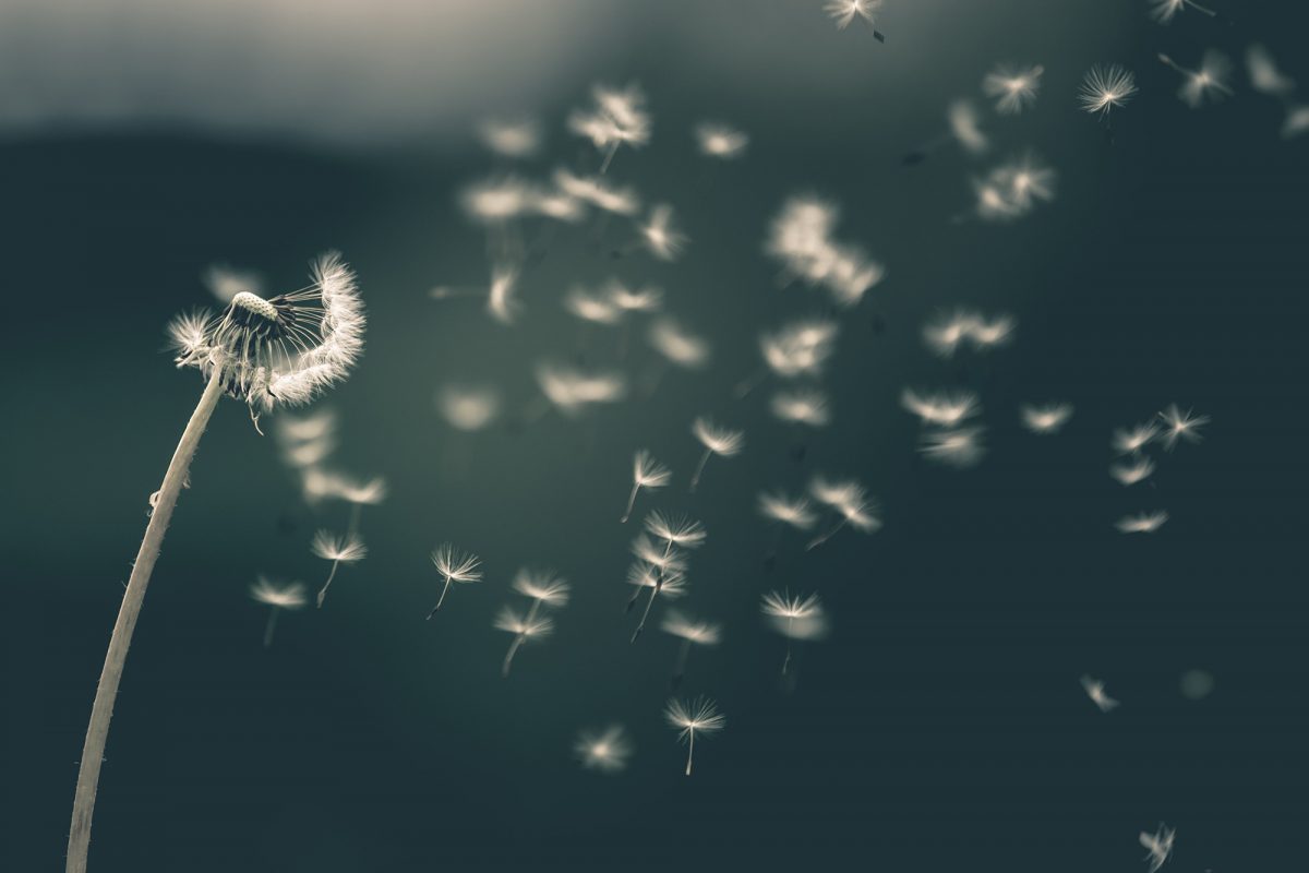 Flower seeds blown off of flower head