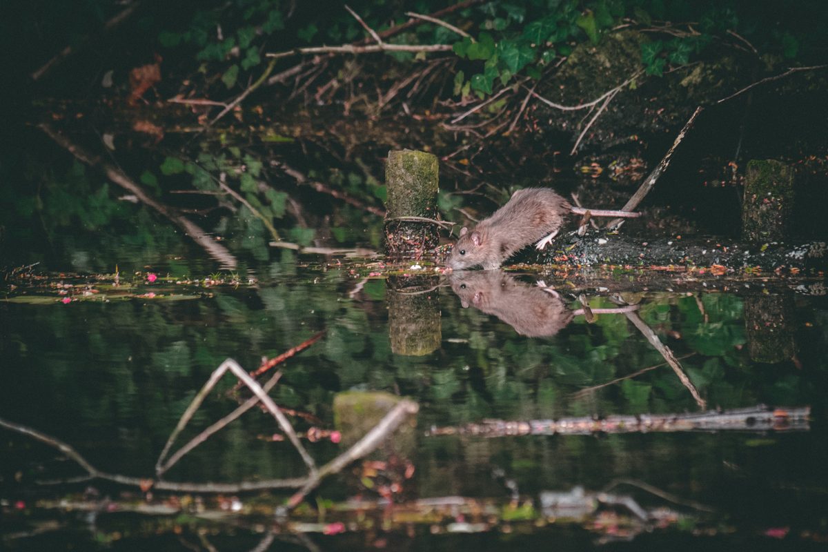 Rodent drinking water from river with branches in the surrounding area.