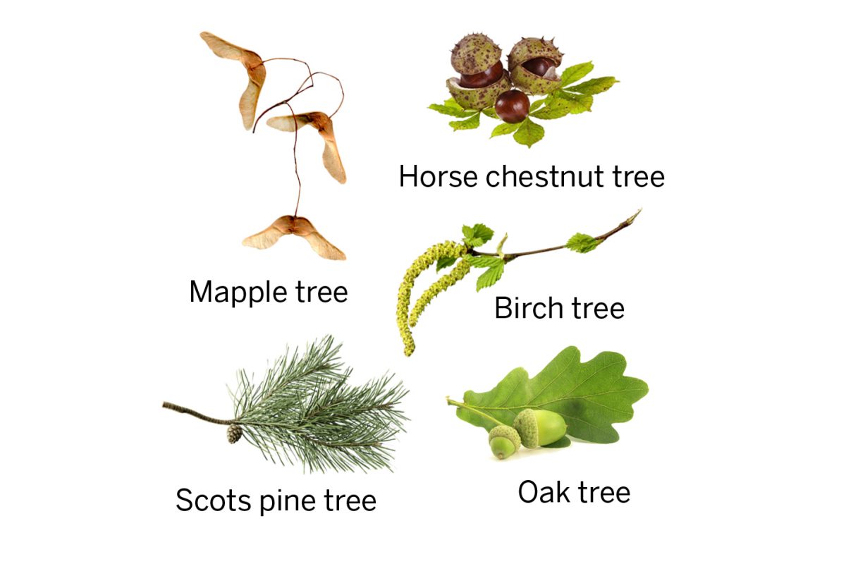 Maple tree seeds, horse chestnut tree seeds, birch tree seeds, scots pine tree seed and oak tree seed in a circle on white background.