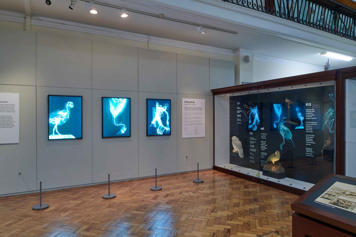 Taxidermy in display case, with 3 x-rays on left wall.