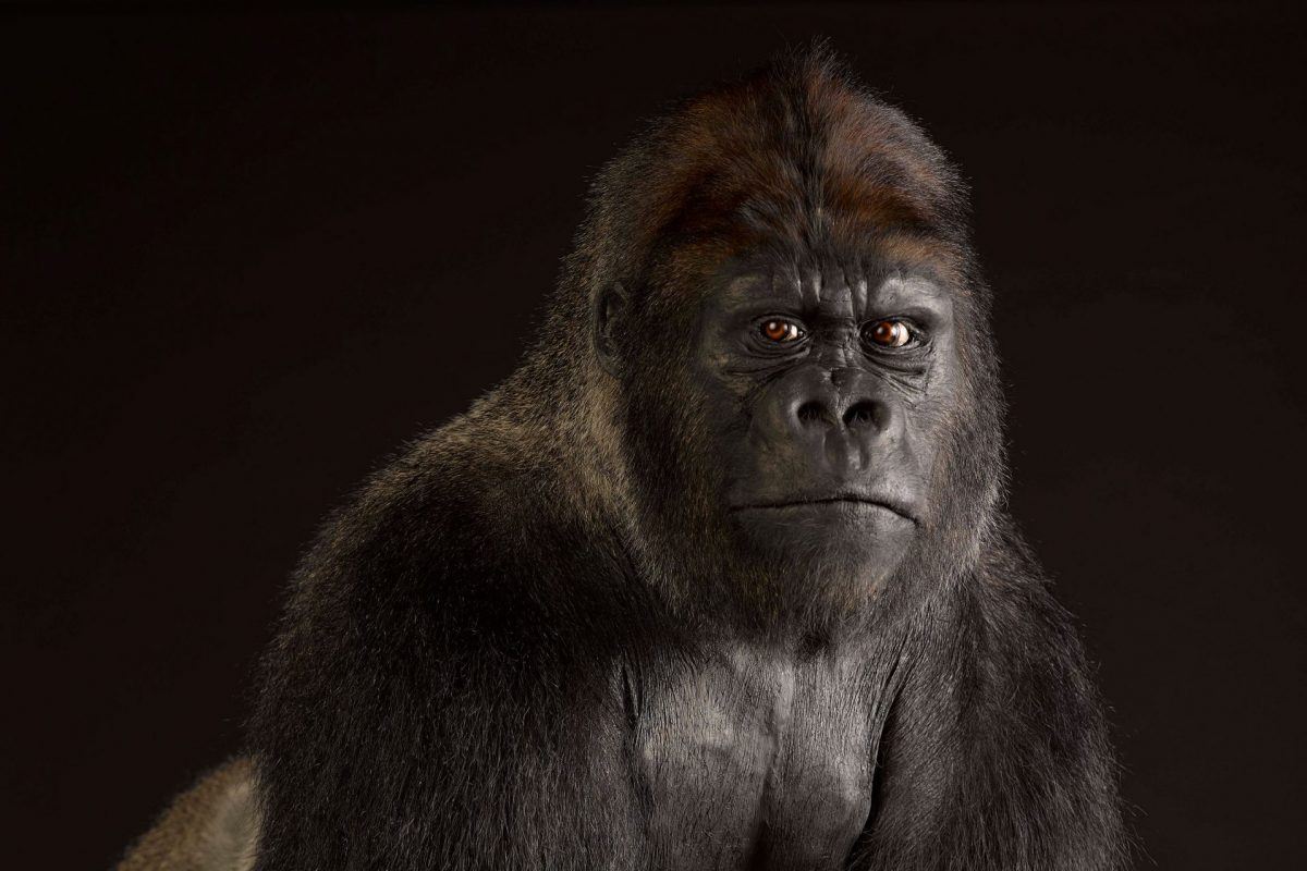 A taxidermy Gorilla in front of a black background