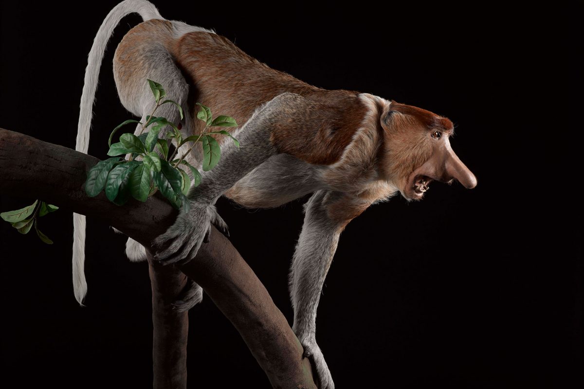 A taxidermy monkey on a branch