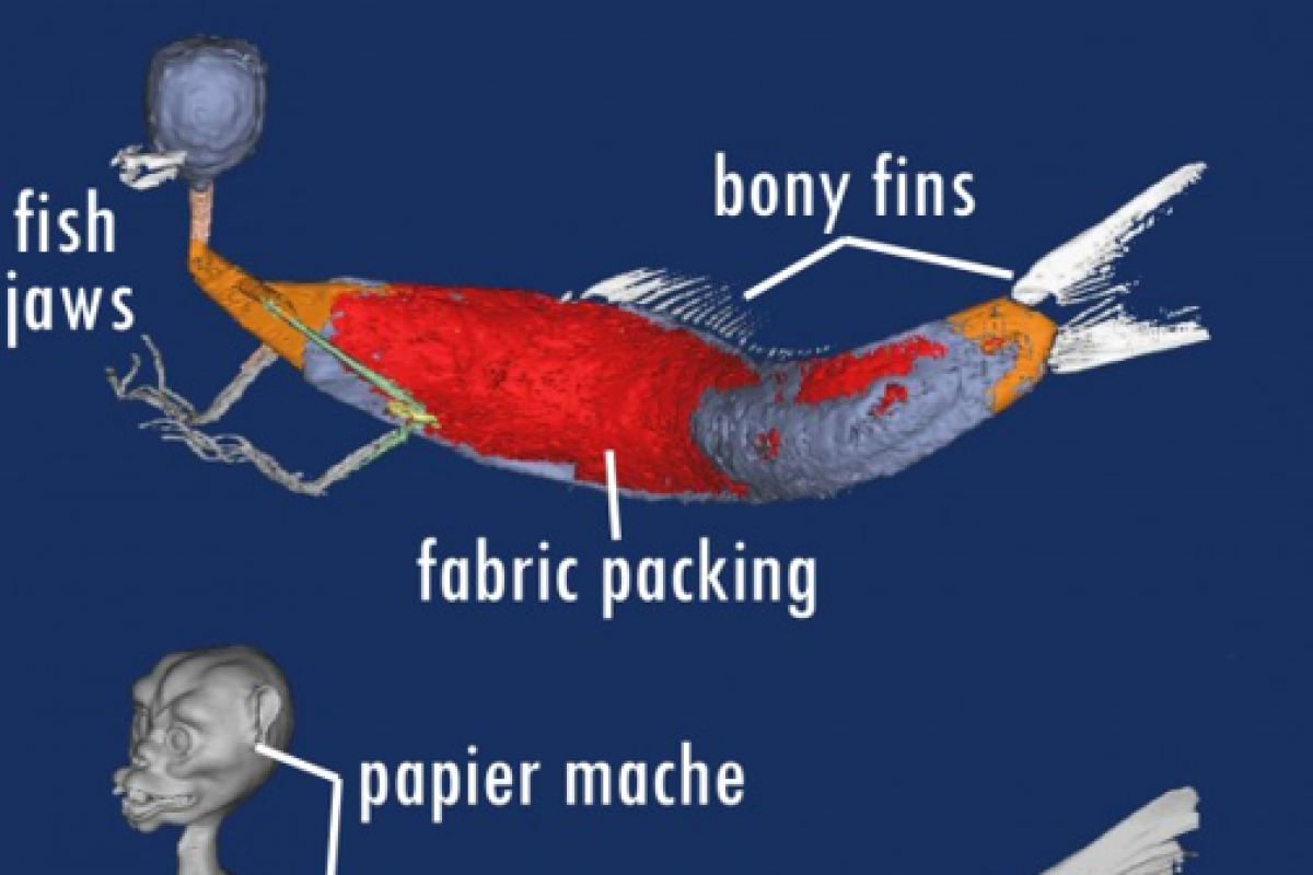 Labelled CT scan of a merman