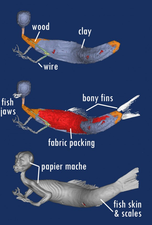 Labelled CT scan of a merman