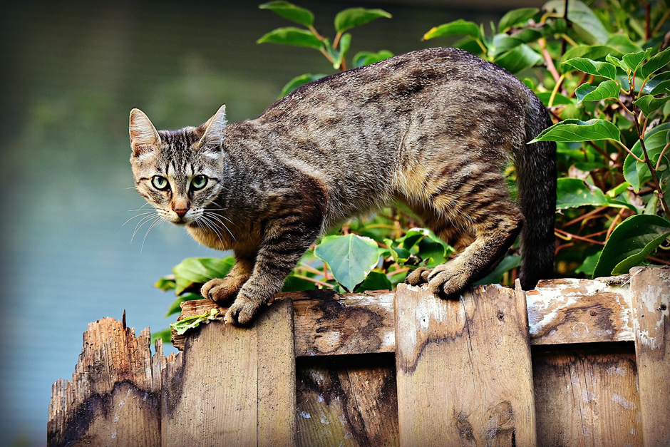 Cat on fence in green area.