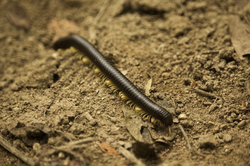 worm in soil.