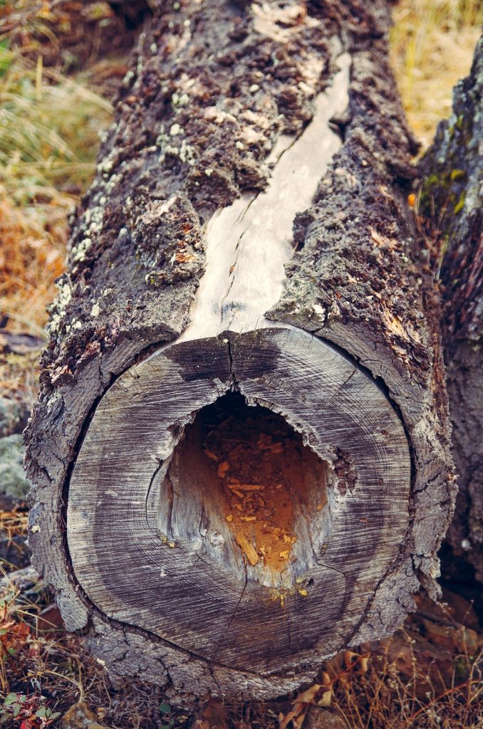 Log with hole in center.