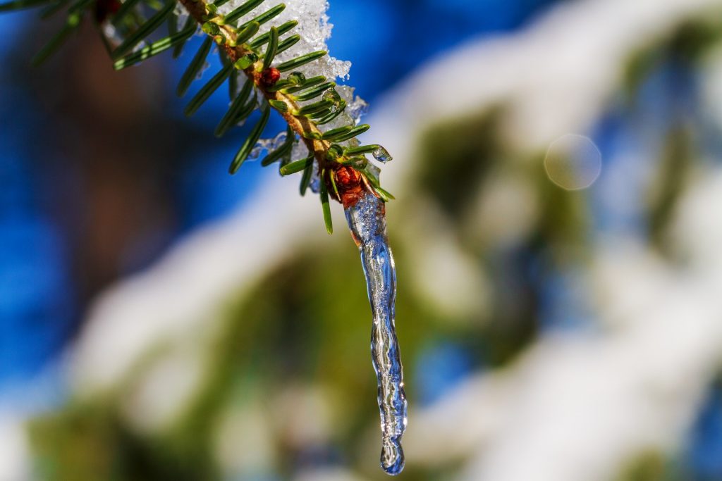 frozen water coming off furry branch 