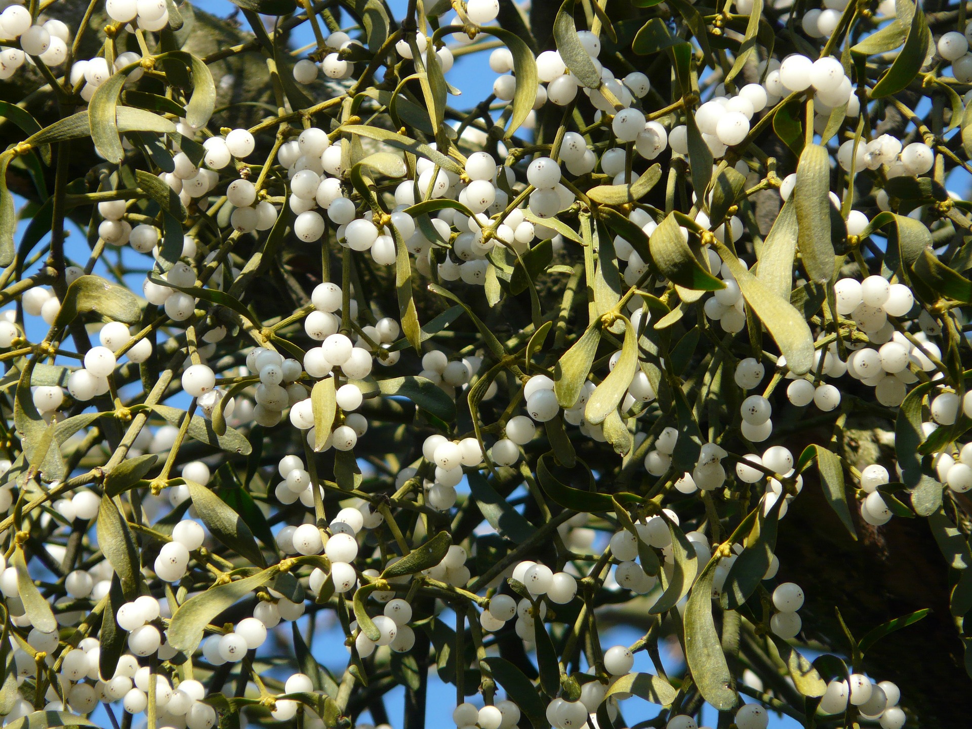 Clusters of white berries and leaves 