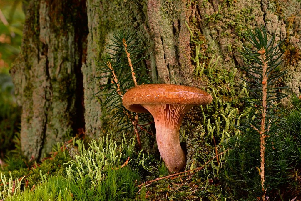 Mushroom growing at the bottom tree