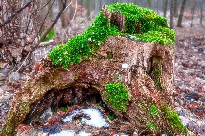 Tree stump with green moss growing on it. 