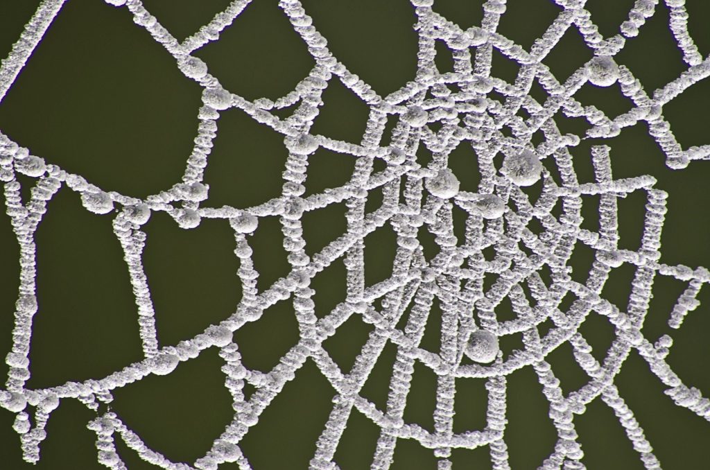 strings of frosted web in green area. 