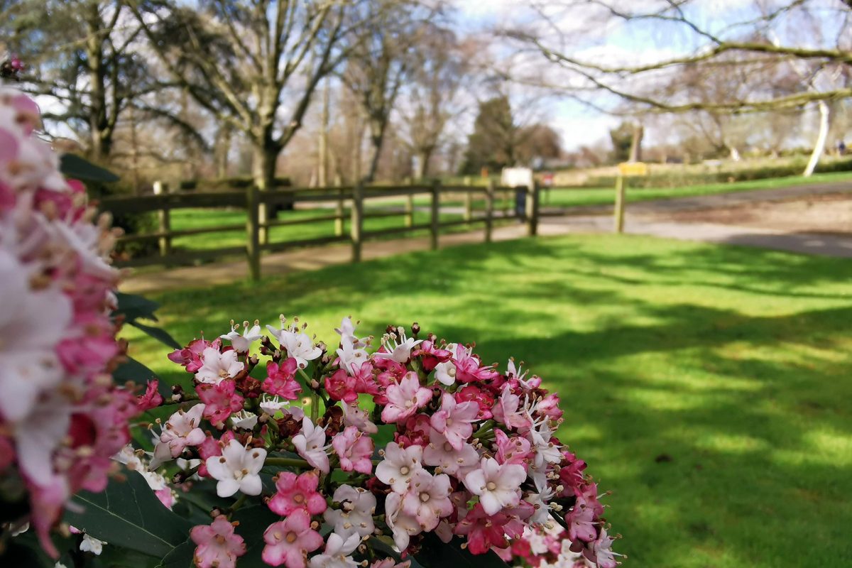 Flowers overlooking green field