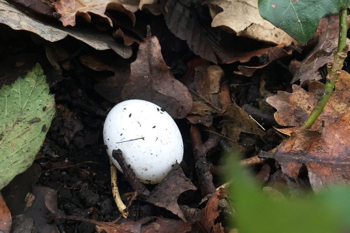 A white egg on a forest floor