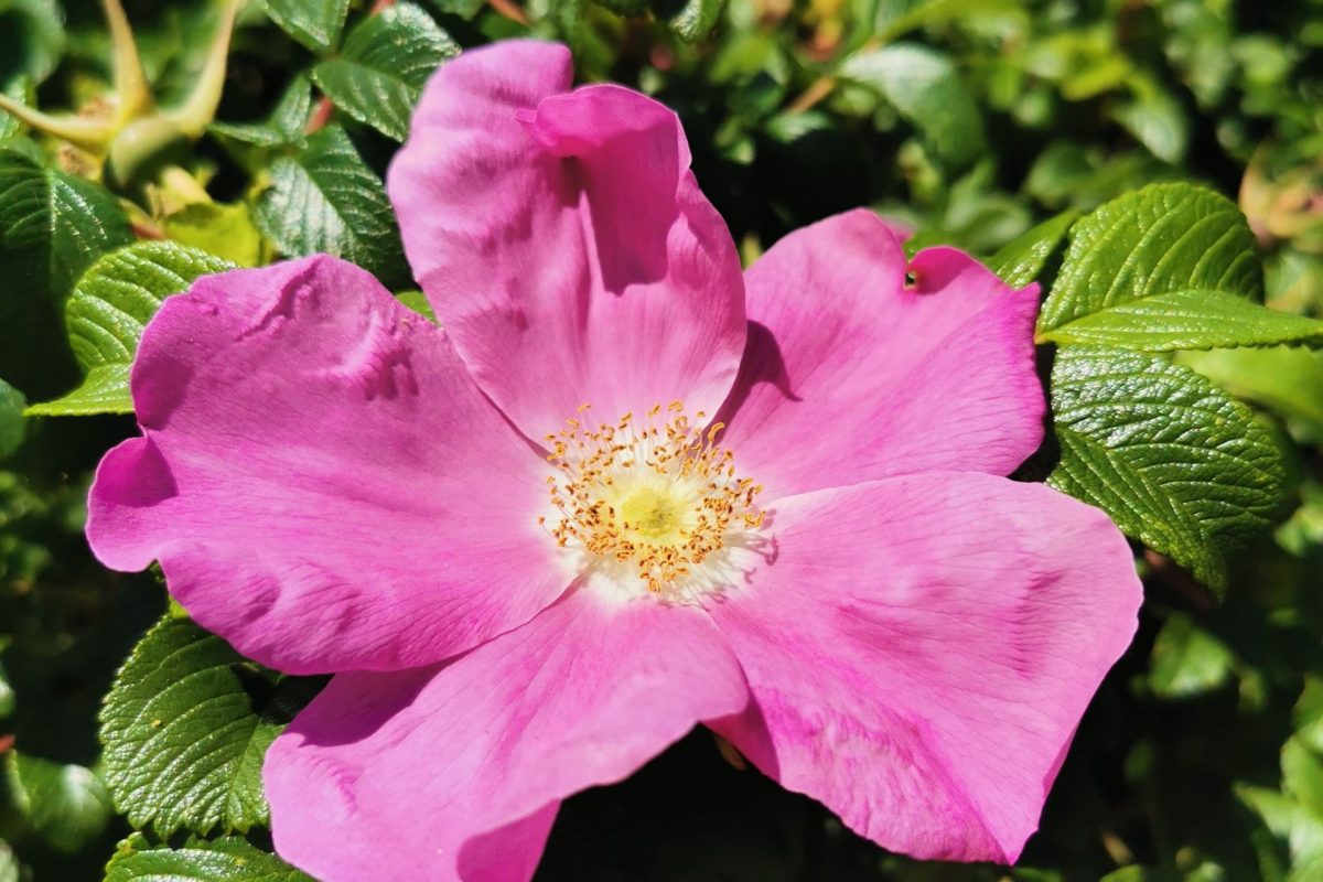 Pink dog rose in green brush