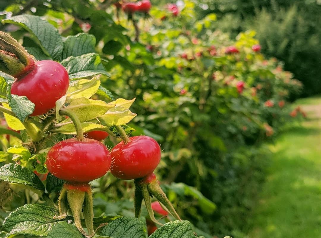 Berrys in bushes at road boader