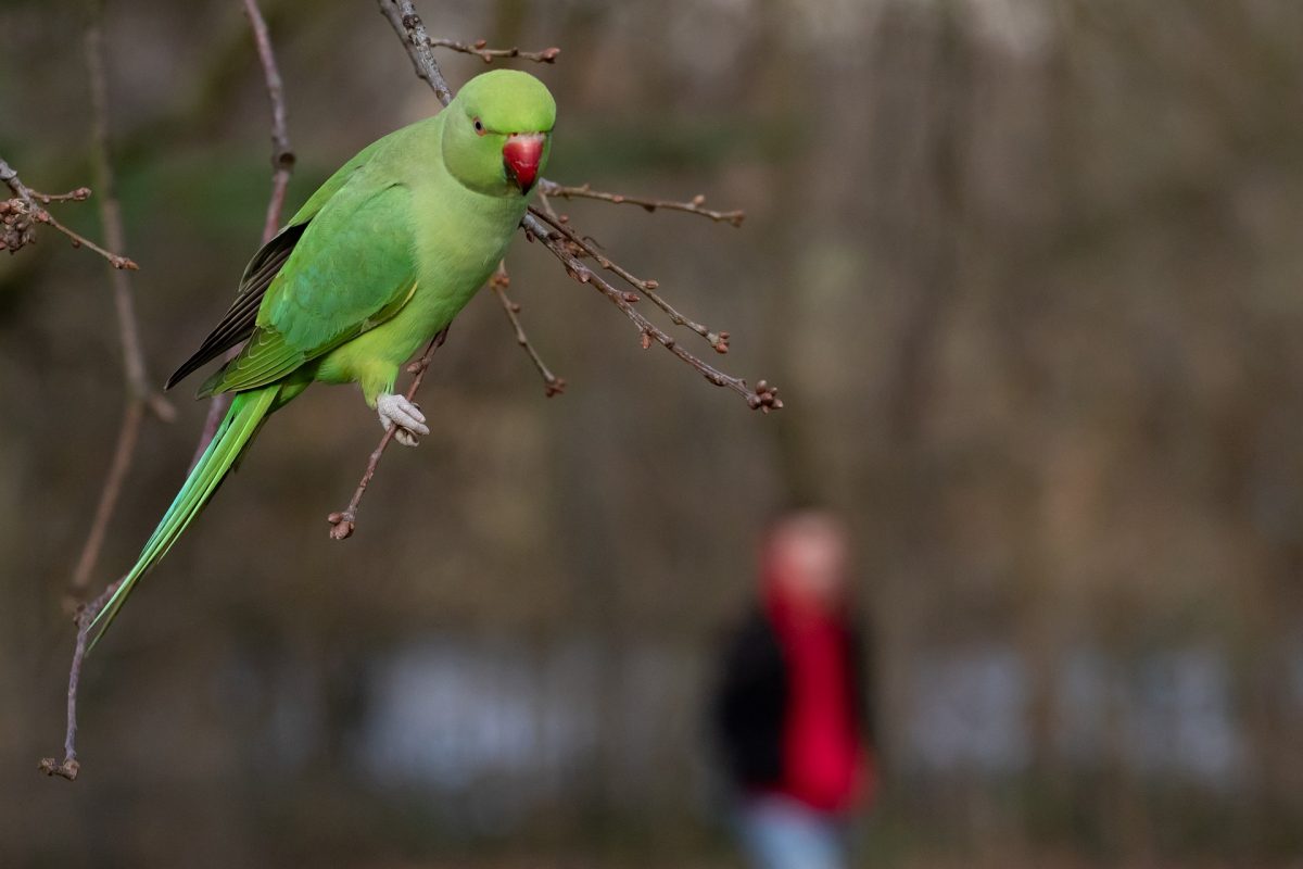 A green parakeet on a branch