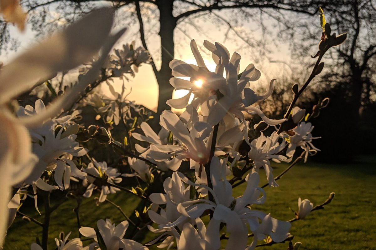 White clusters of flowers with sunset in background